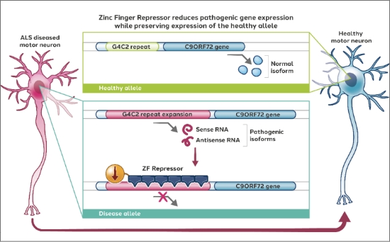 Collaboration with Pfizer for Amyotrophic Lateral Sclerosis (ALS)