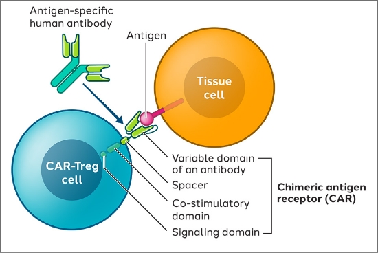 We engineer Tregs cells with a chimeric antigen receptor (CAR) designed to recognize and bind to a specific protein called antigen.