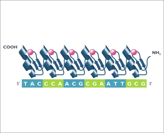 Zinc Finger Proteins are natural human proteins