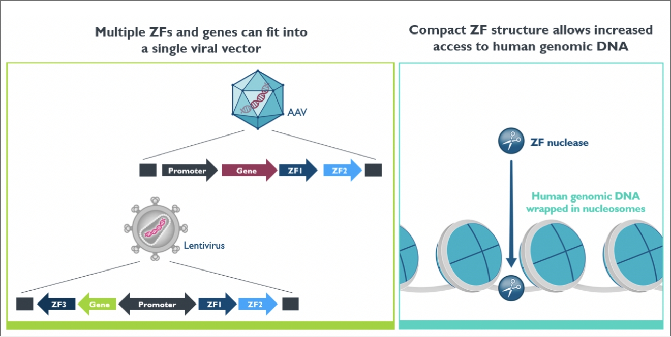 Zinc Finger Proteins