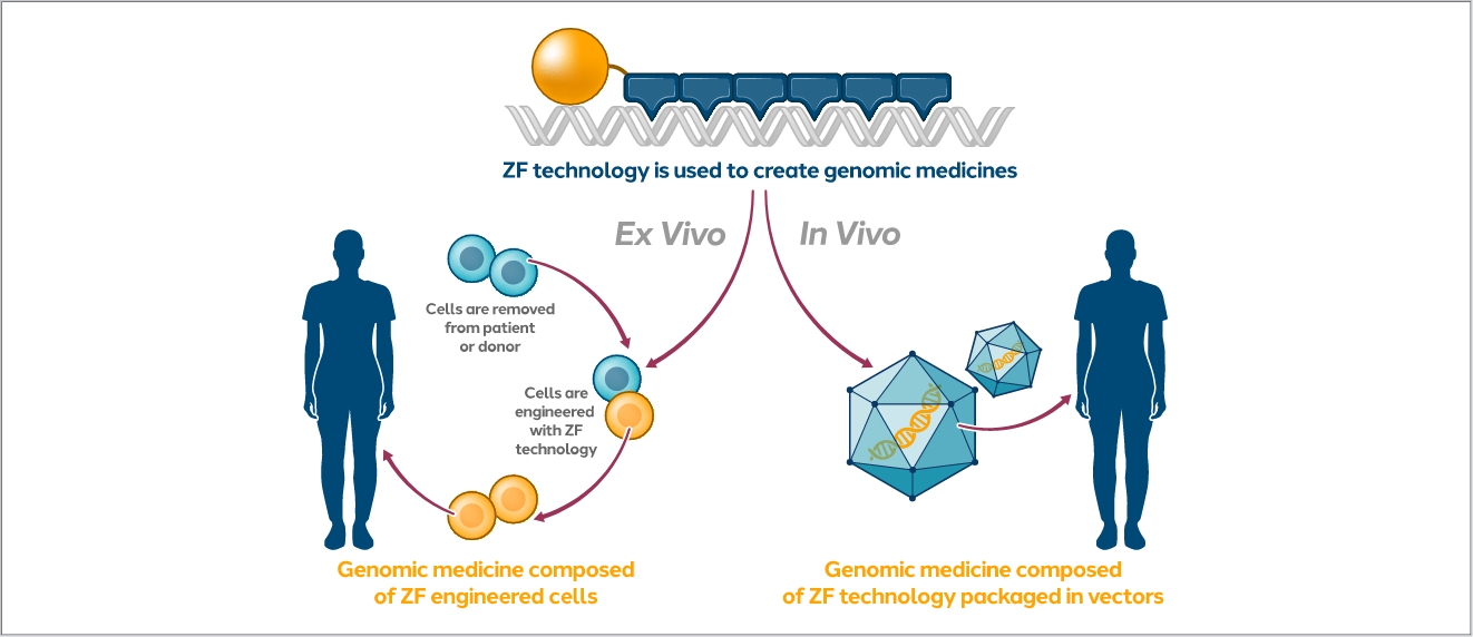 Zinc finger technologies can be used ex vivo or in vivo