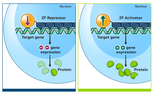 ZF-Regulation_steps_Feb2023-web