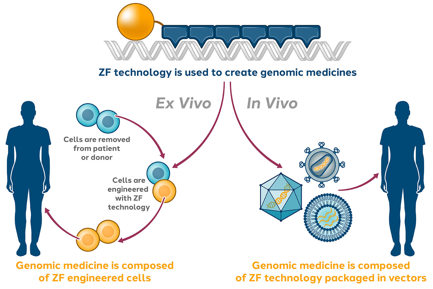 ZF technology is used to create genomic medicines