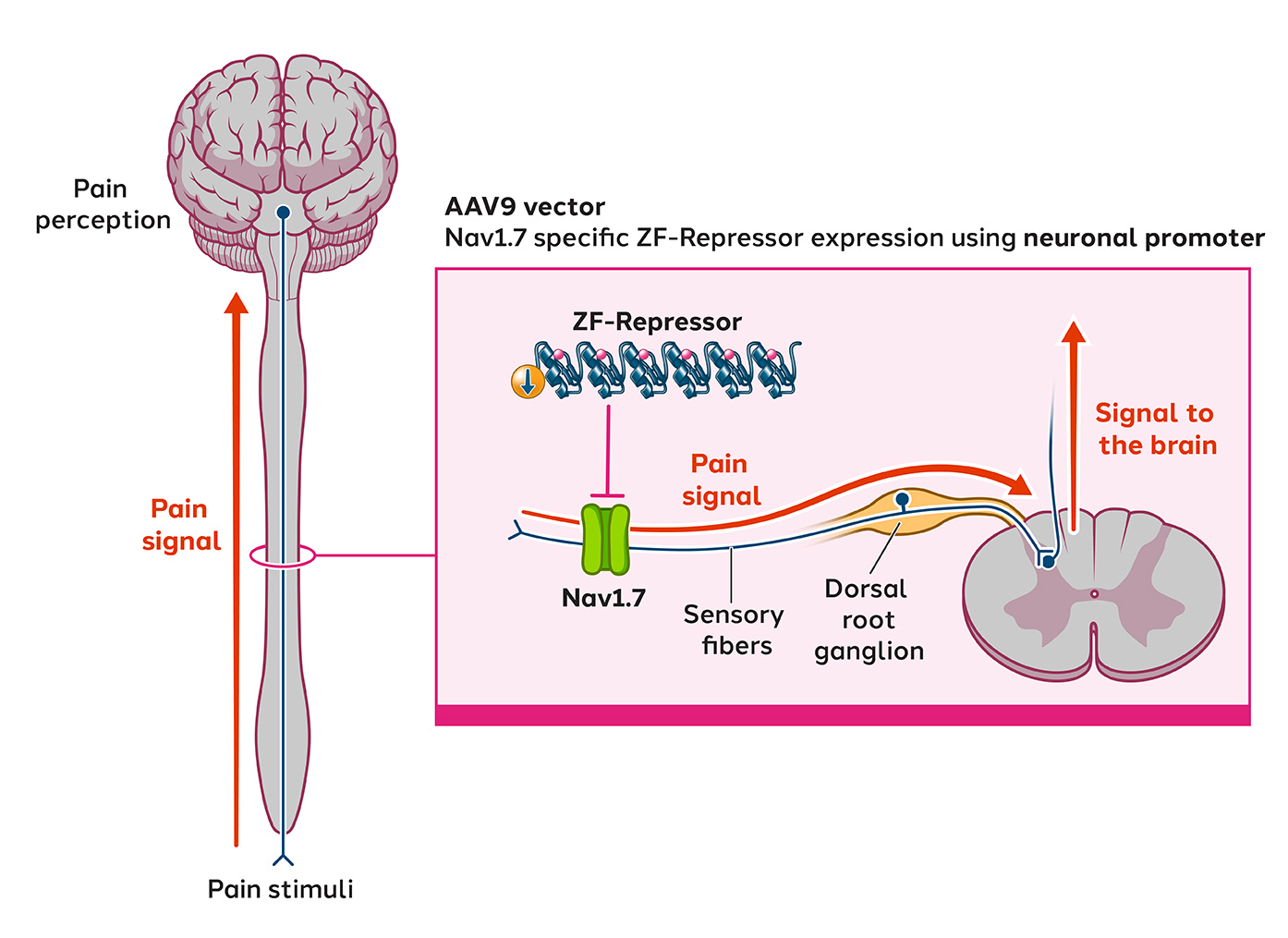 Nav1.7 Repressor