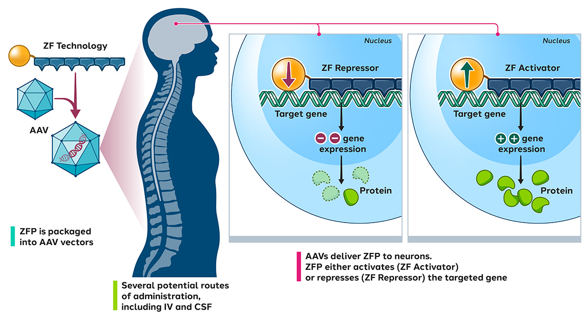 Our preclinical neurological targets include chronic neuropathic pain, prion disease, Huntington's disease and ALS.