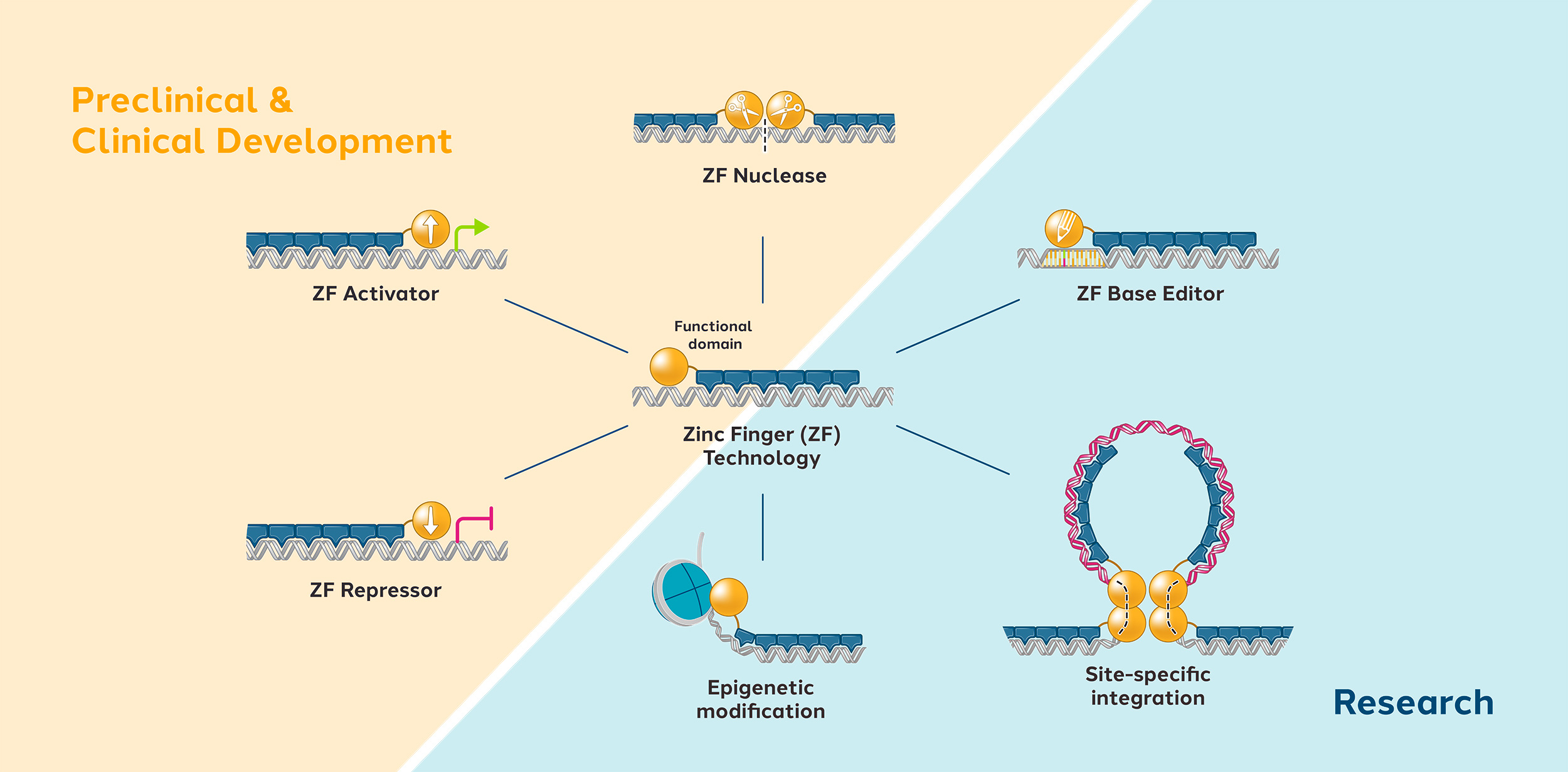 Preclinical & Clinical Development