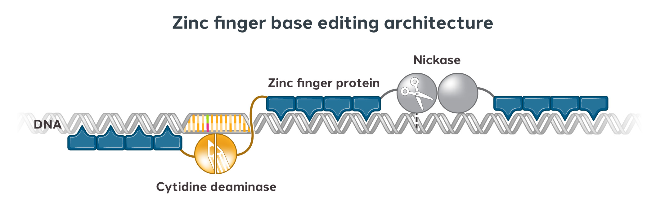 Zinc finger base editing architecture